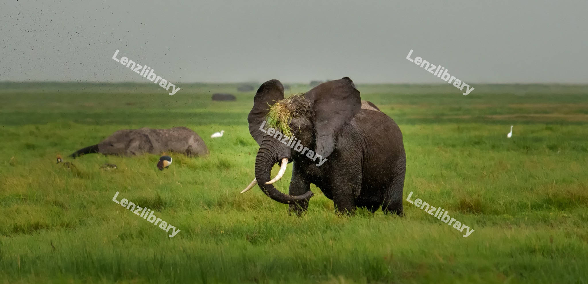 African Elephant